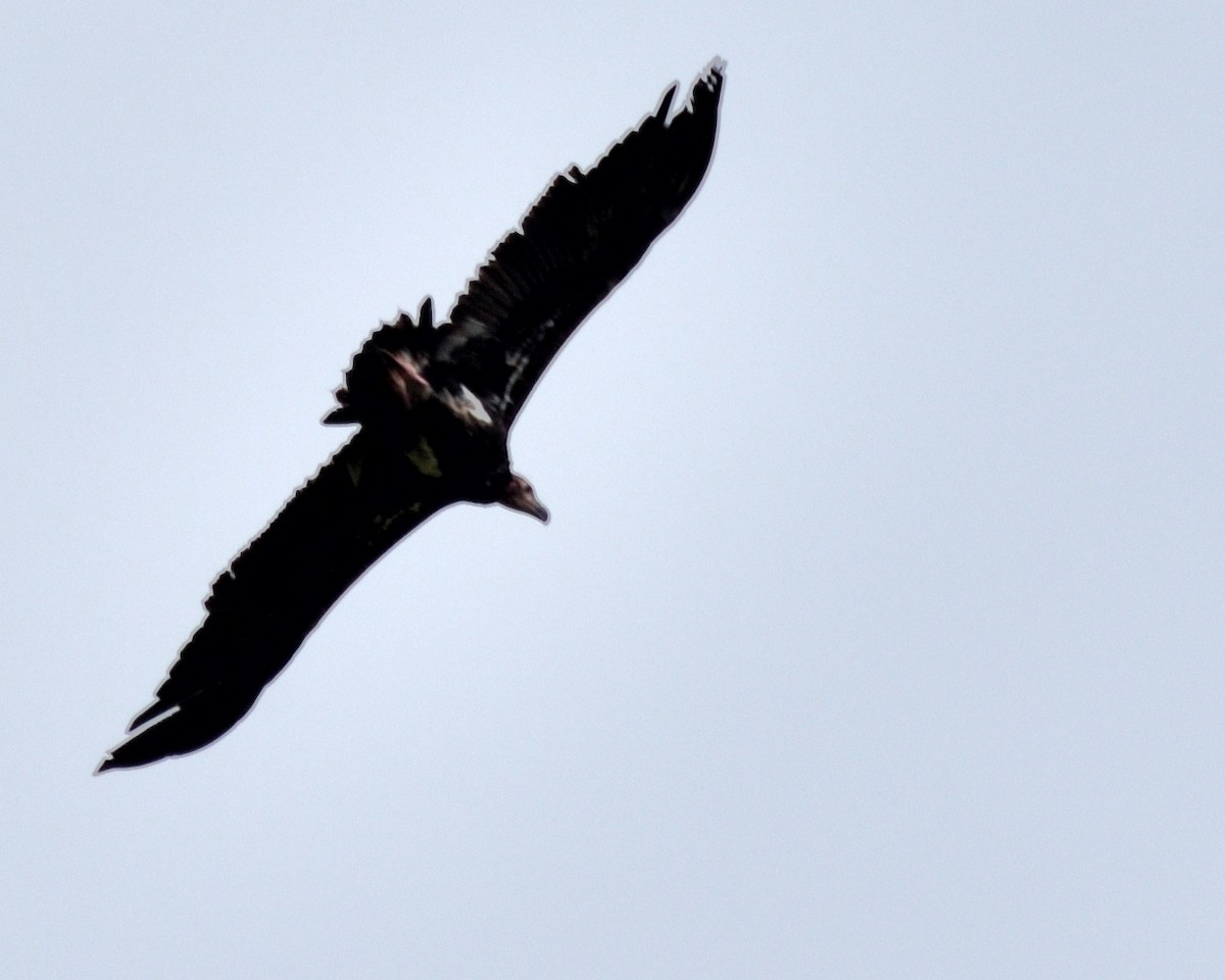 old world vulture sp. - ML608961773