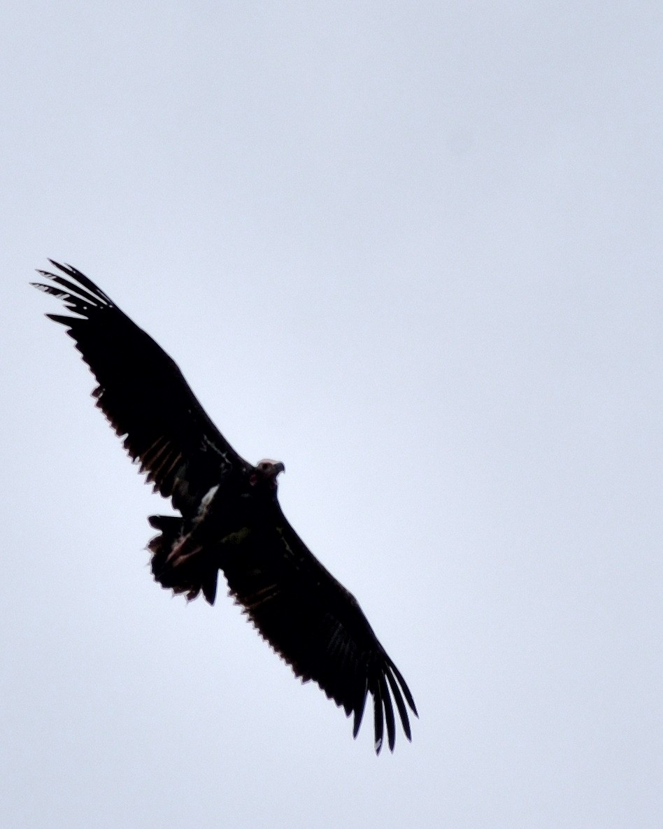 Accipitridae sp. (old world vulture sp.) - ML608961775