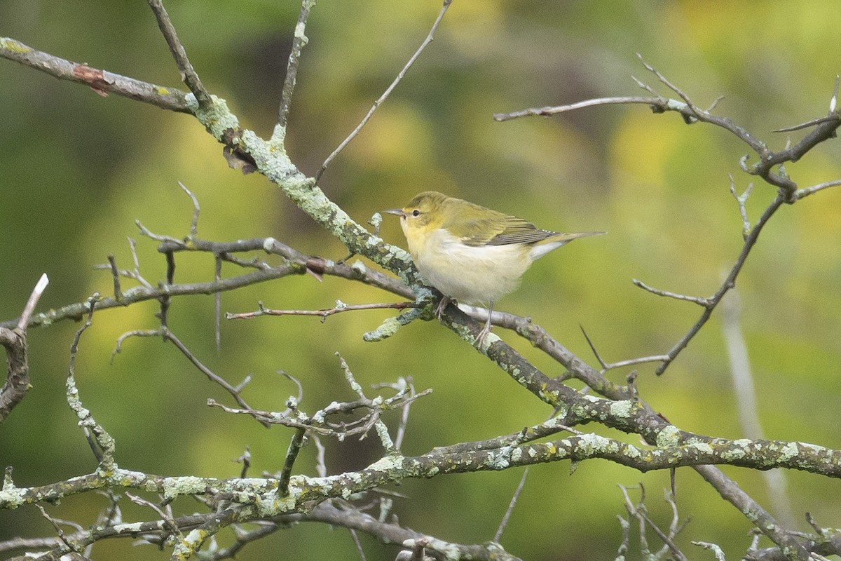 Tennessee Warbler - Sandeep Biswas