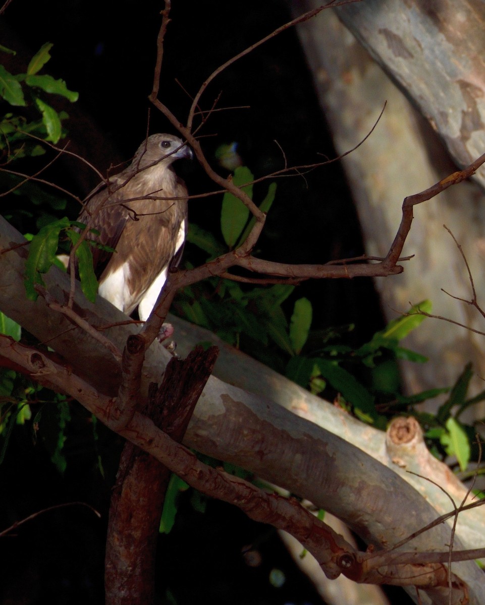 Lesser Fish-Eagle - Rajesh Gopalan