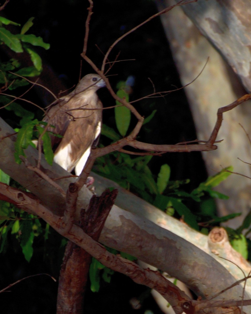 Lesser Fish-Eagle - ML608961801