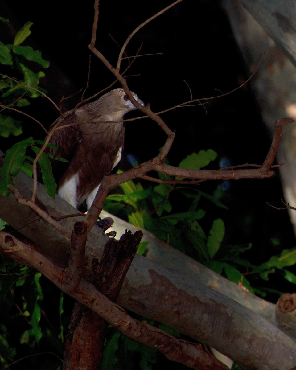 Lesser Fish-Eagle - ML608961803