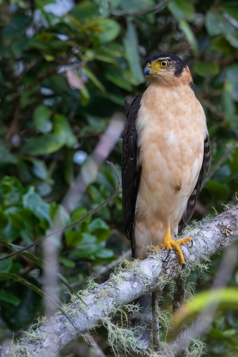 Bicolored Hawk - ML608961844