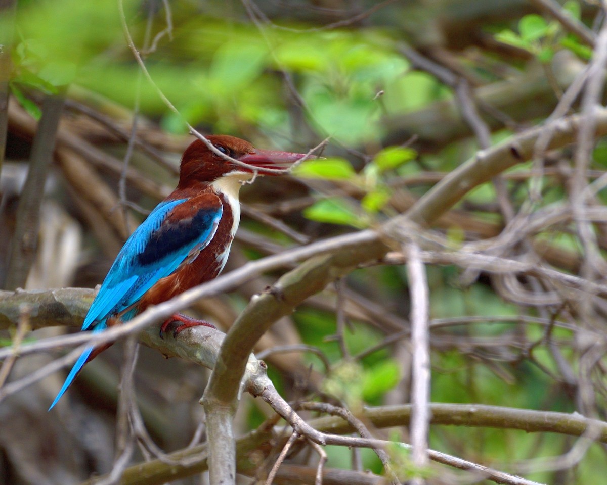White-throated Kingfisher - Rajesh Gopalan