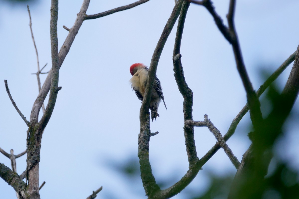Red-bellied Woodpecker - Sandeep Biswas