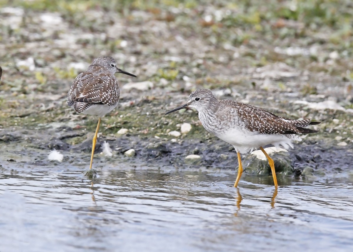 Lesser Yellowlegs - ML608961988