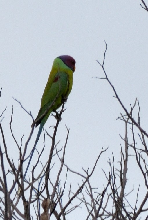 Plum-headed Parakeet - ML608962006