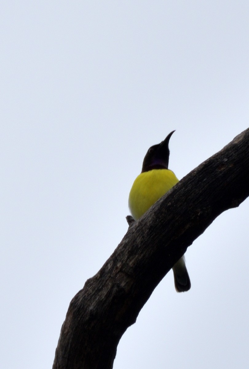 Purple-rumped Sunbird - ML608962258