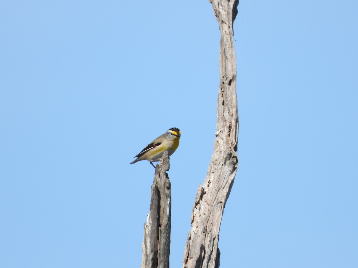 Pardalote à point jaune - ML608962390