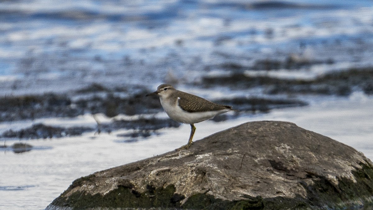 Spotted Sandpiper - ML608962512