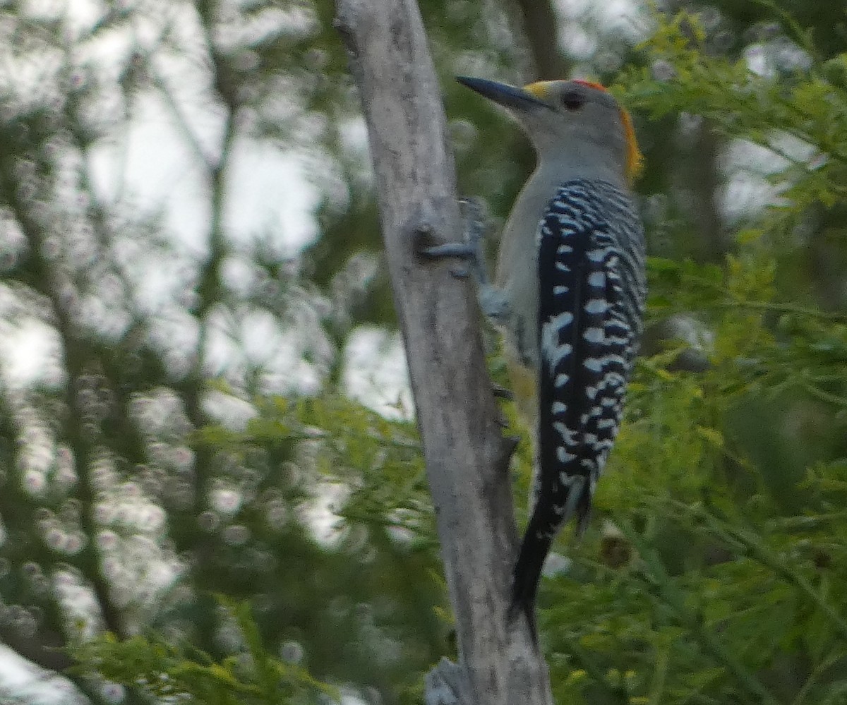 Golden-fronted Woodpecker - ML608962562