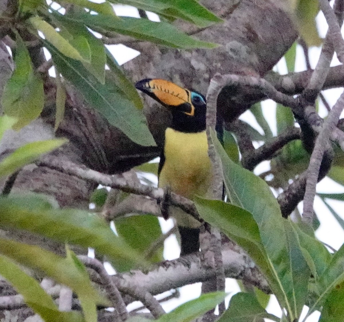 Lettered Aracari - ML608962644