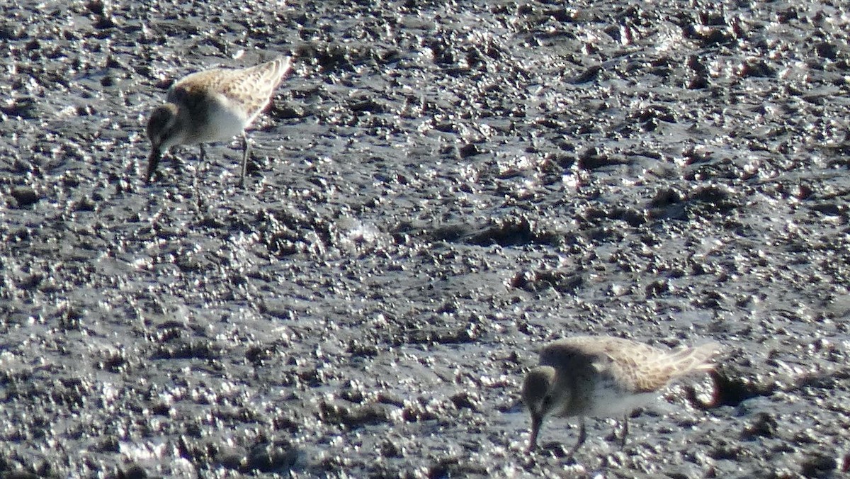 Weißbürzel-Strandläufer - ML608962649