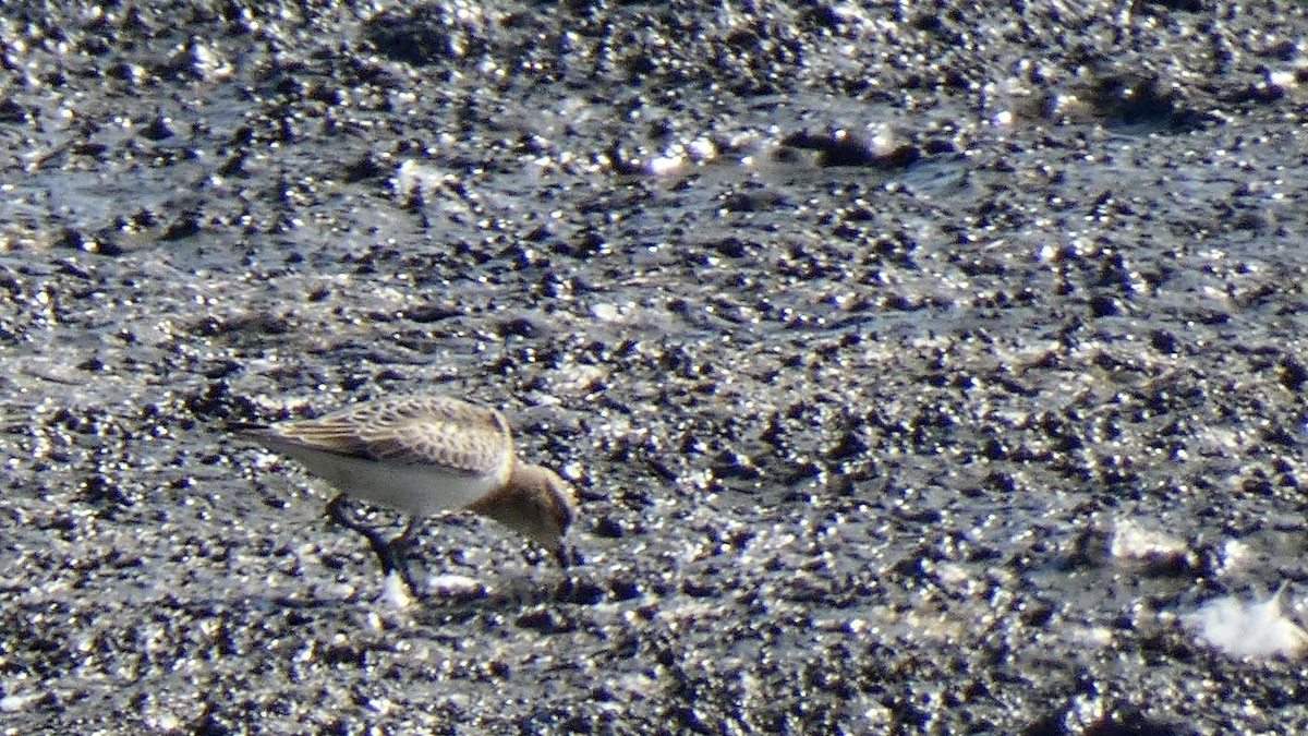 White-rumped Sandpiper - Andy Brown