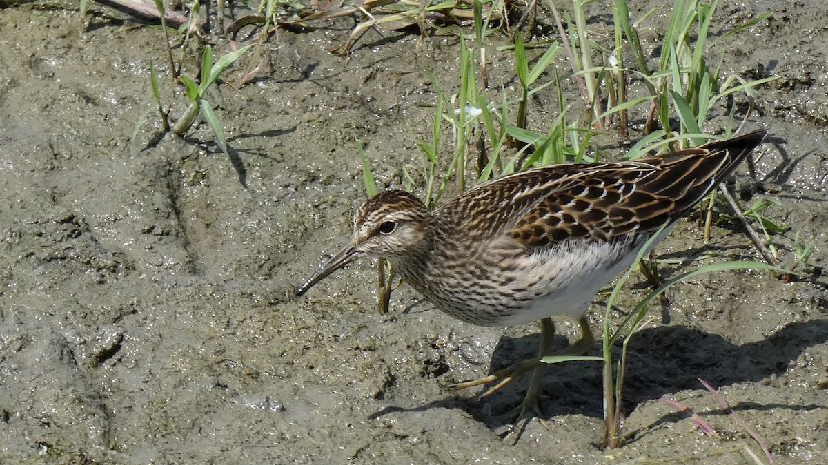 Pectoral Sandpiper - ML608962718