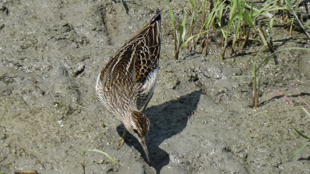 Pectoral Sandpiper - ML608962719