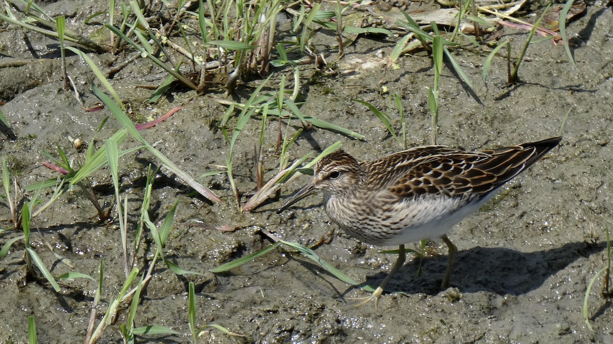 Bécasseau à poitrine cendrée - ML608962721