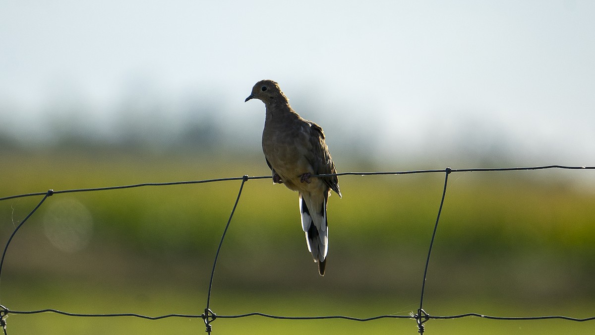 Mourning Dove - Xinyi Li