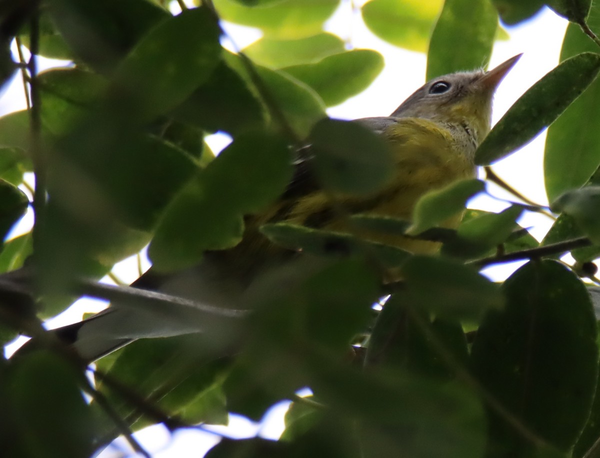 Magnolia Warbler - ML608962841