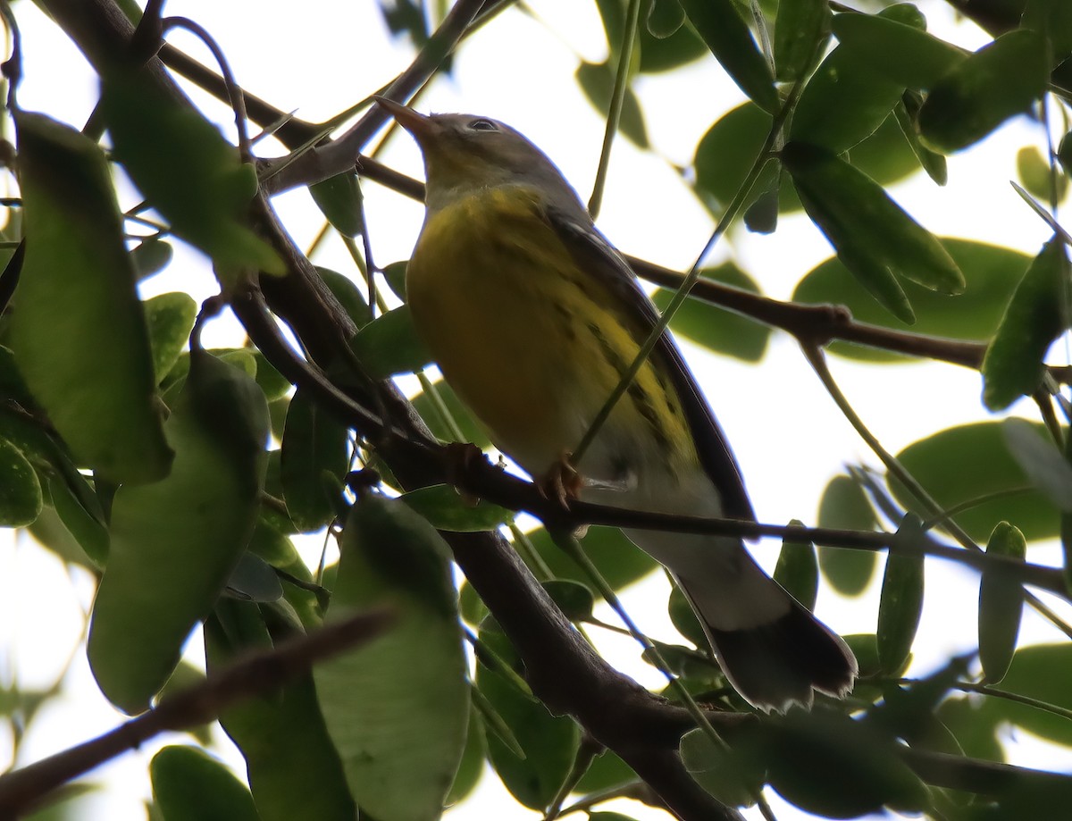 Magnolia Warbler - ML608962844