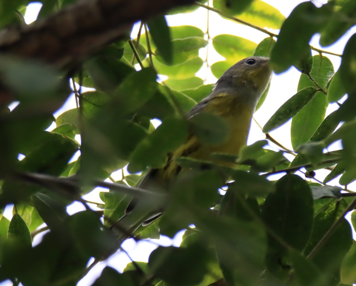 Magnolia Warbler - ML608962845