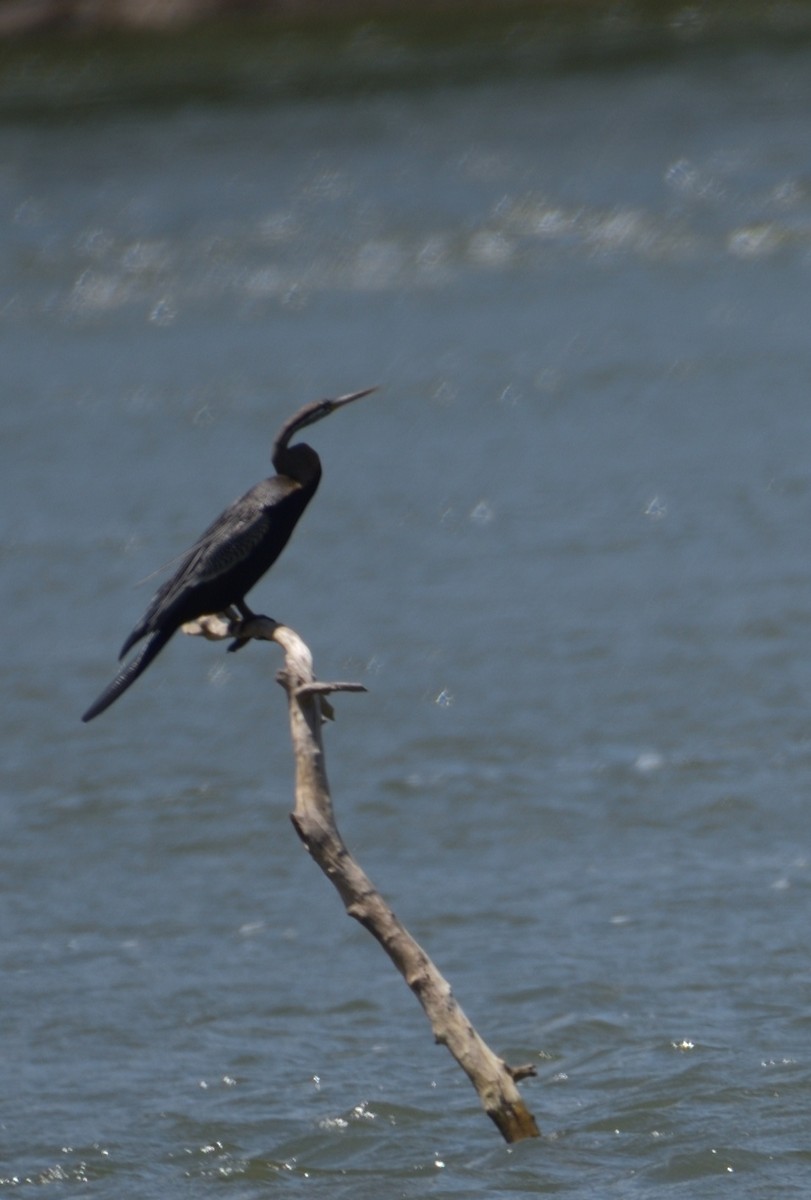 Oriental Darter - ML608962851