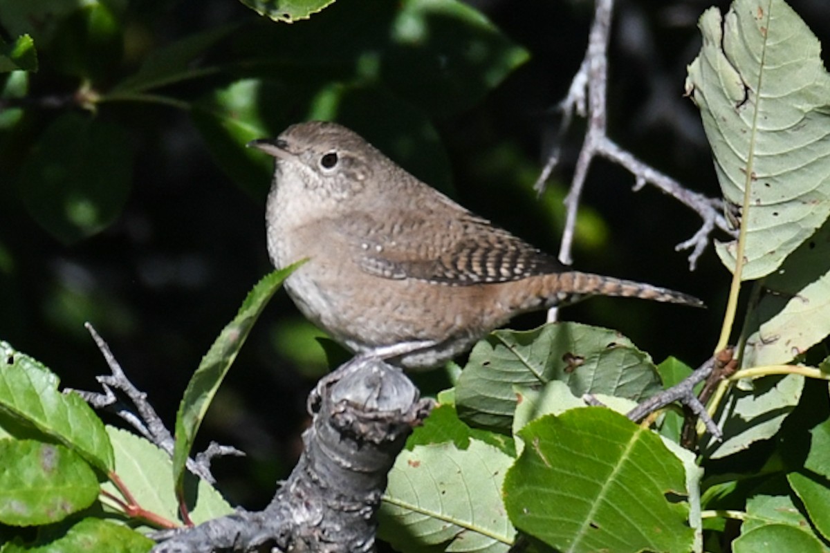 House Wren - Debra Pirrello