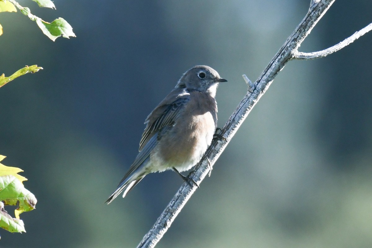 Blaukehl-Hüttensänger - ML608962855