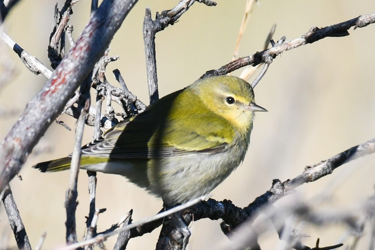 Tennessee Warbler - ML608962865