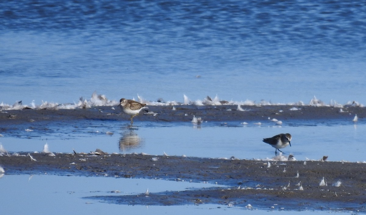 Least Sandpiper - Ben Ginter