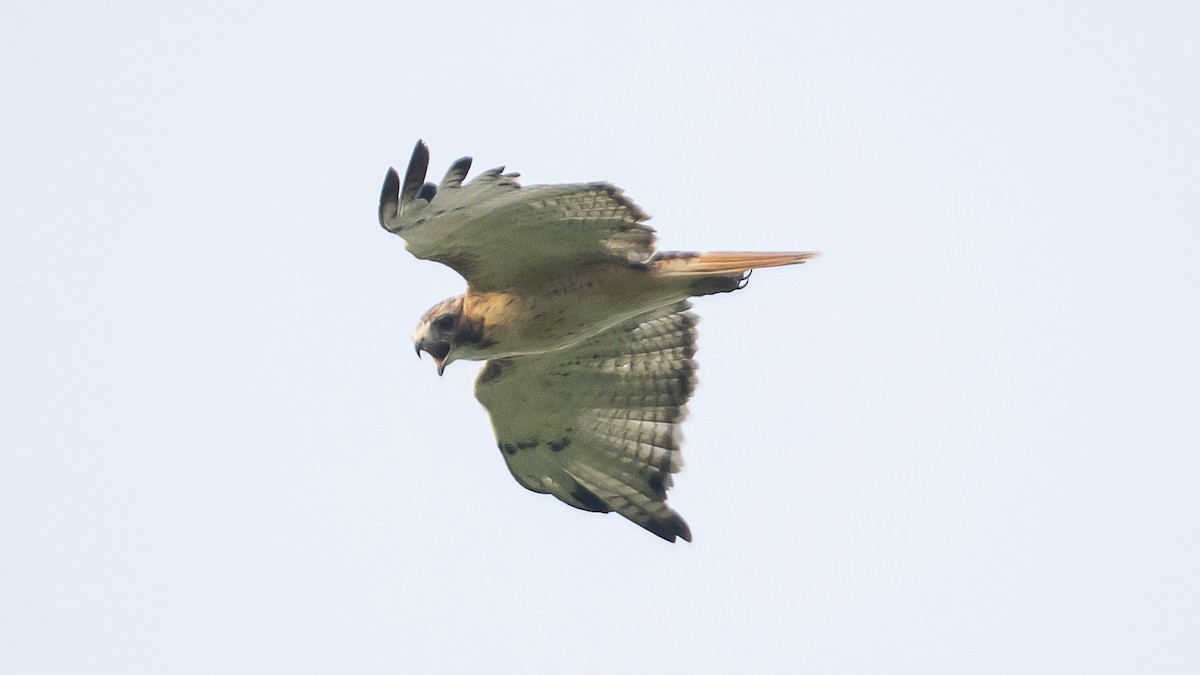 Red-tailed Hawk - ML608962991