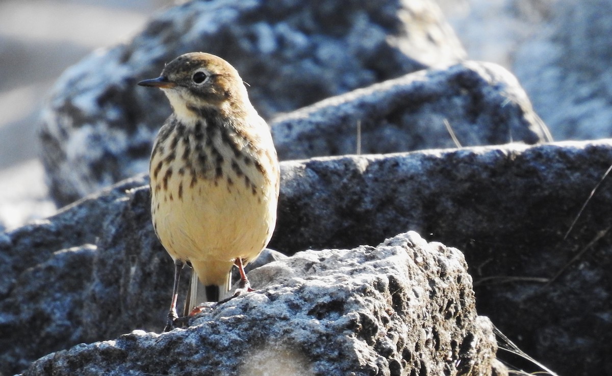 American Pipit - Ben Ginter