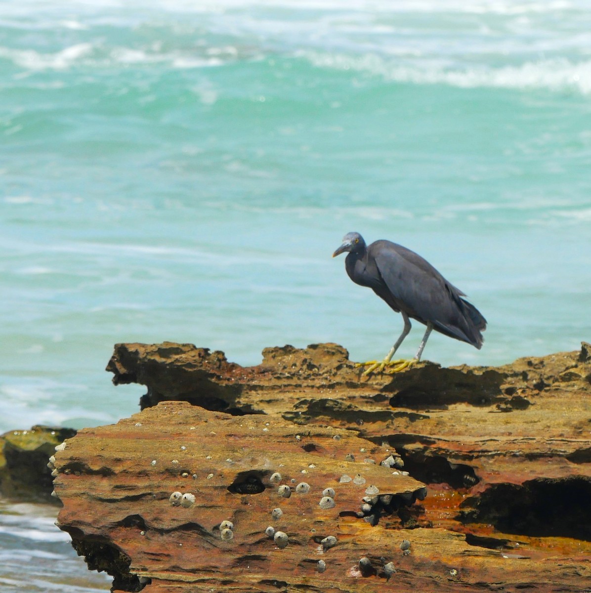 Pacific Reef-Heron - ML608963047