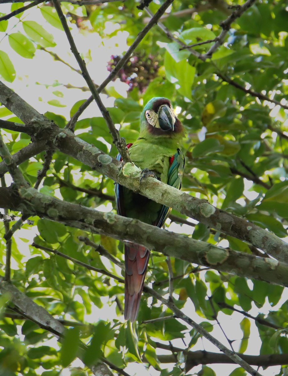 Chestnut-fronted Macaw - ML608963168