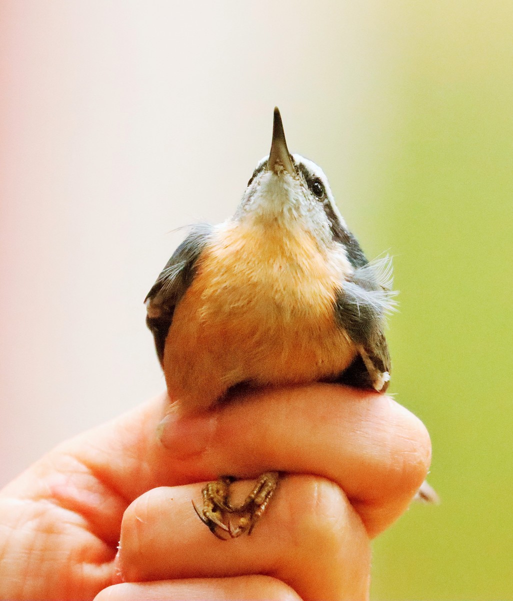 Red-breasted Nuthatch - ML608963174
