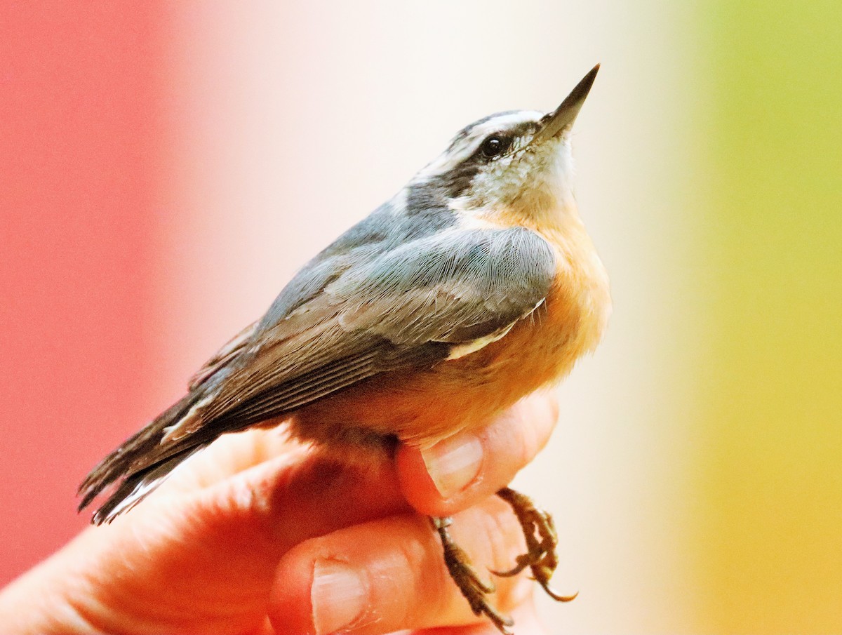 Red-breasted Nuthatch - ML608963175