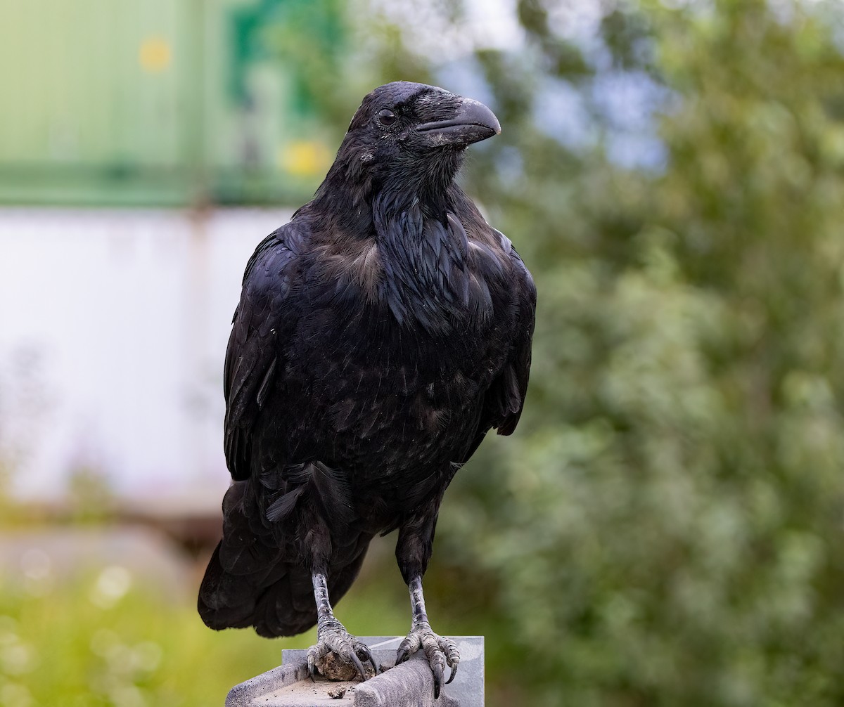 Common Raven - Iris Kilpatrick