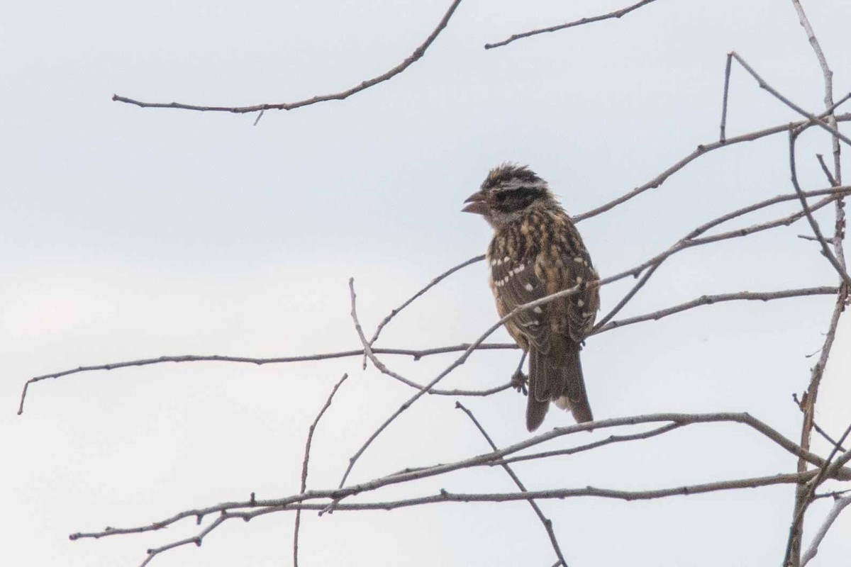 Black-headed Grosbeak - ML608963250