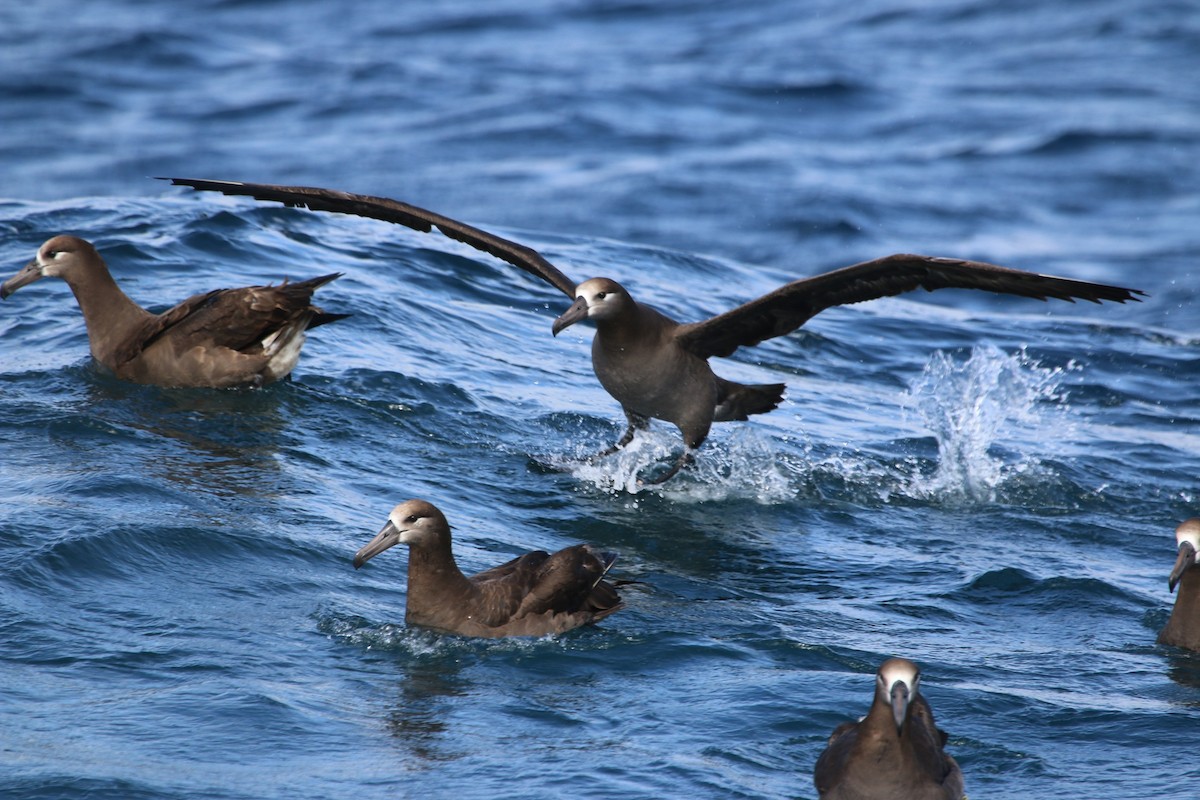 Black-footed Albatross - Richard MacIntosh