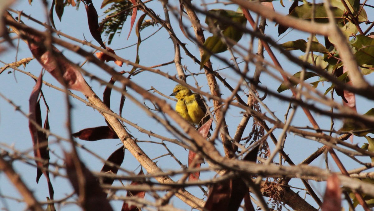 Yellow Penduline-Tit - Martien Prins