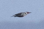 Lewis's Woodpecker - ML608963497