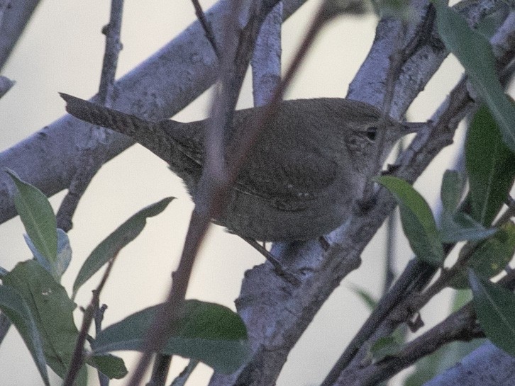 House Wren - ML608963509