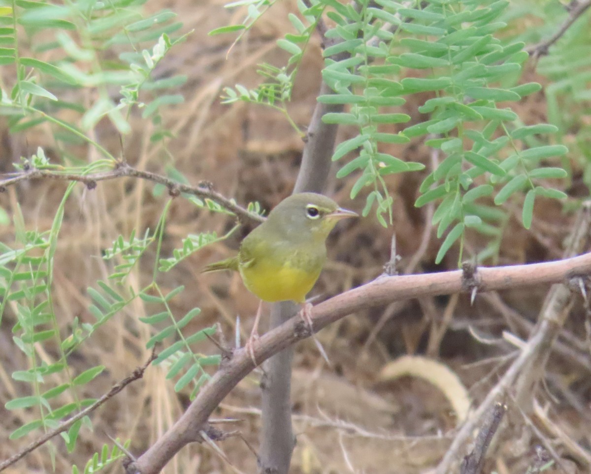 MacGillivray's Warbler - ML608963578