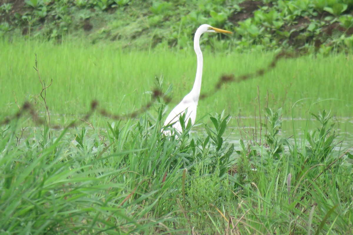 Great Egret - ML608963586