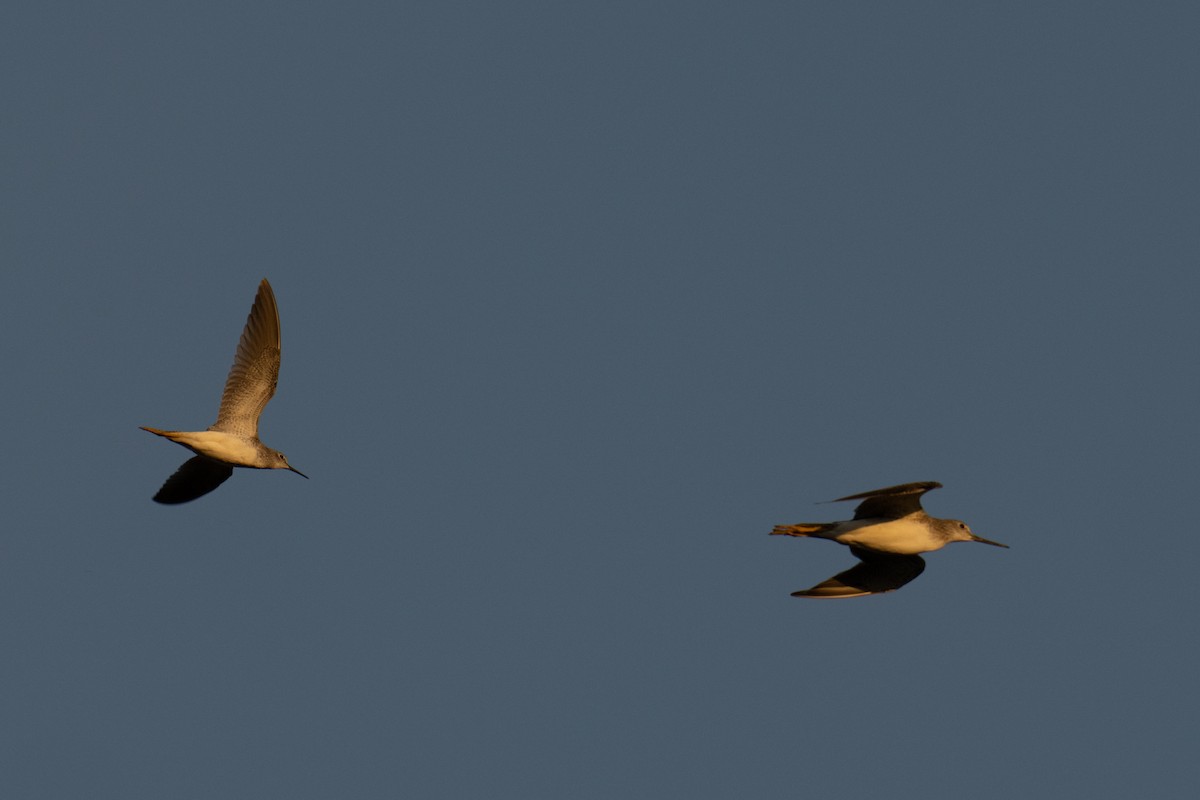 Lesser Yellowlegs - ML608963620