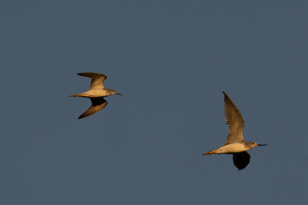 Lesser Yellowlegs - ML608963621