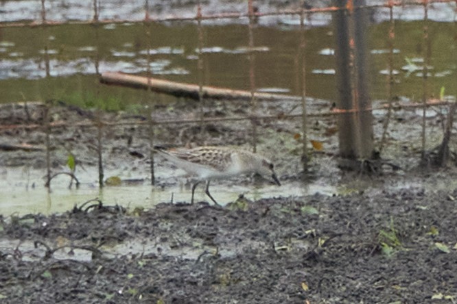 Semipalmated Sandpiper - ML608963643