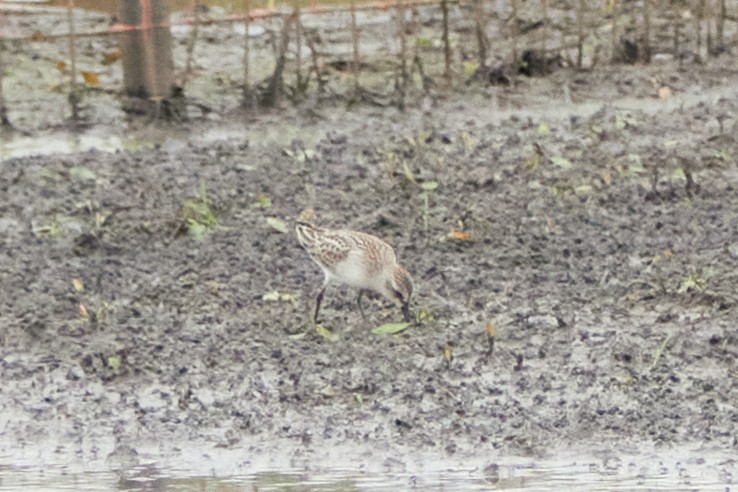 Semipalmated Sandpiper - ML608963645