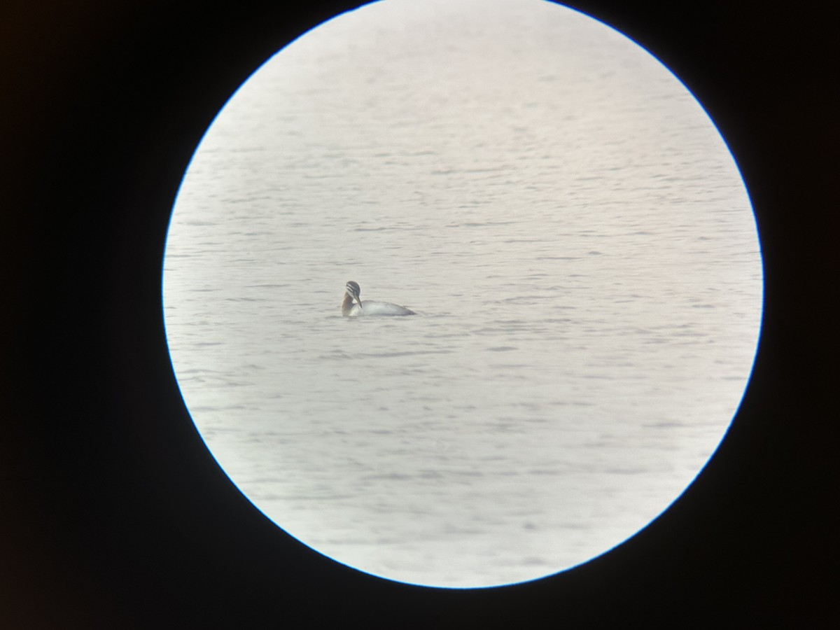 Red-necked Grebe - ML608963668