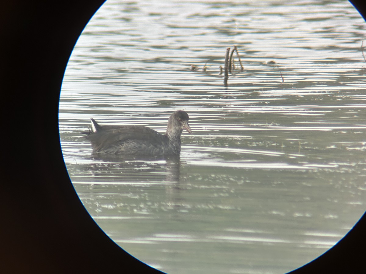 American Coot - ML608963673